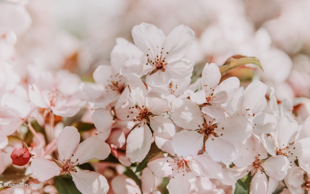薄いピンク色の桜 / 春の壁紙(1280px x 800px) 高画質 PC・デスクトップ用