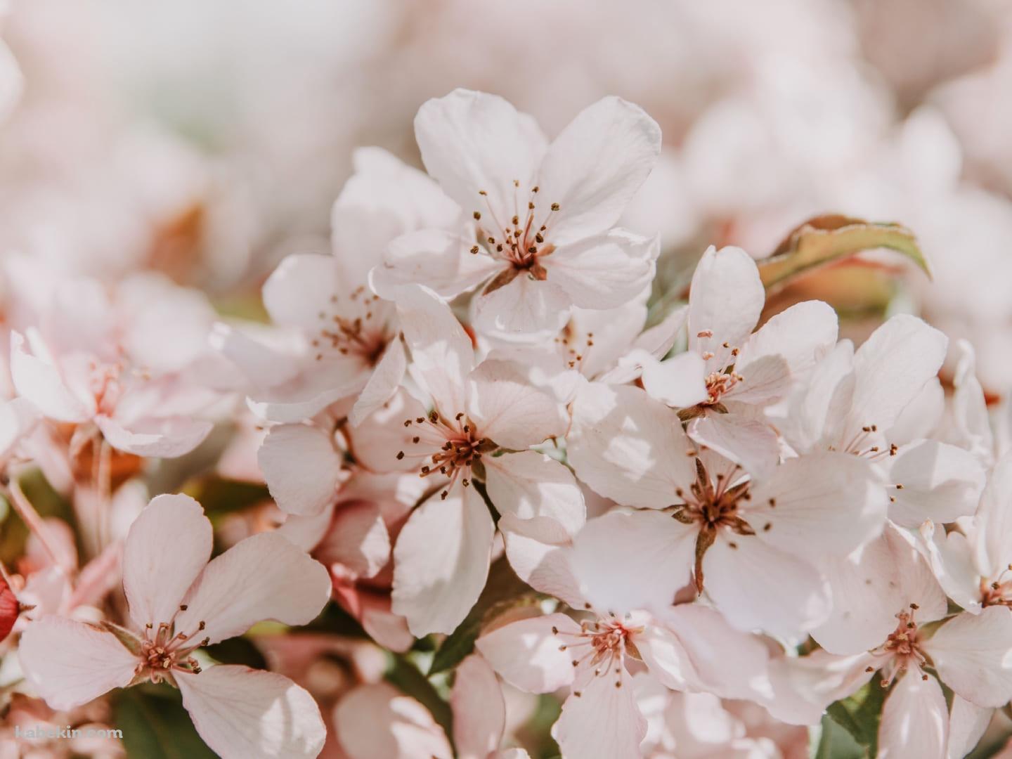 薄いピンク色の桜 / 春の壁紙(1440px x 1080px) 高画質 PC・デスクトップ用