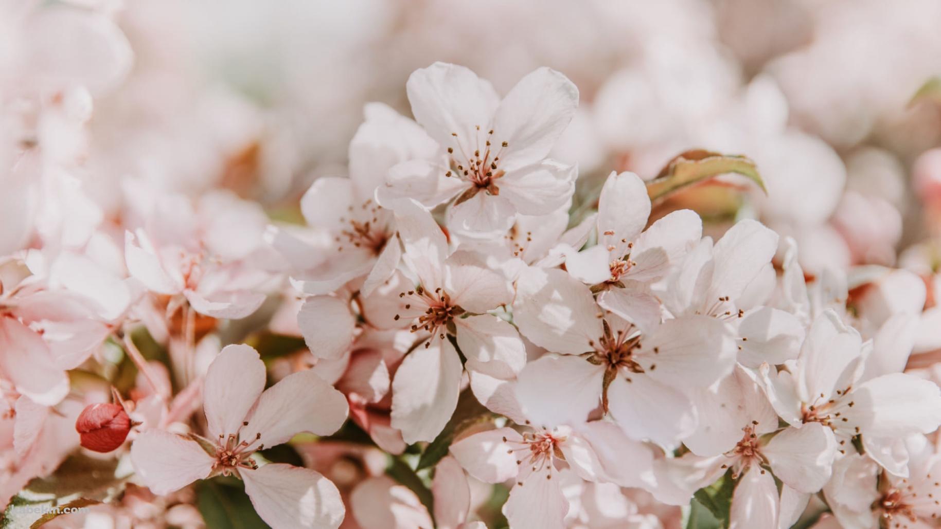 薄いピンク色の桜 / 春の壁紙(1829px x 1029px) 高画質 PC・デスクトップ用