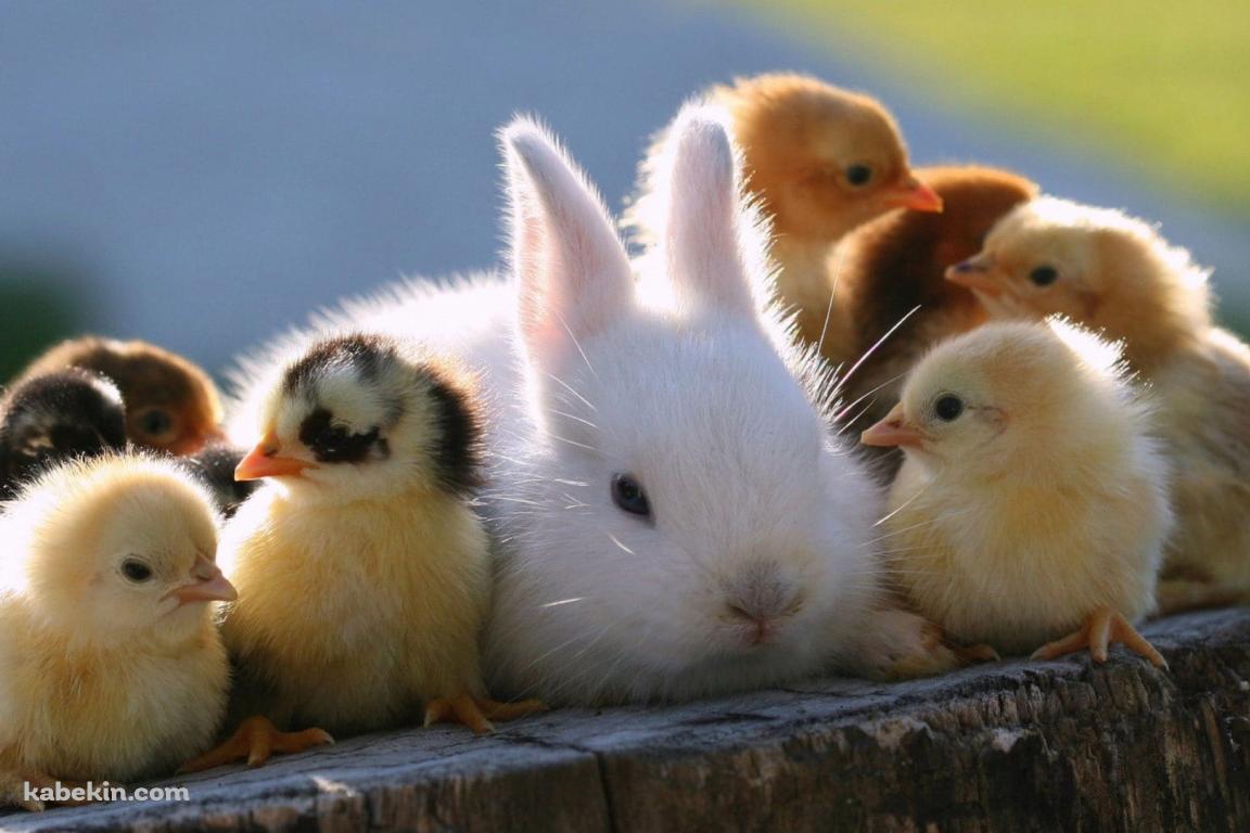 かわいいヒヨコとウサギの壁紙(1152px x 768px) 高画質 PC・デスクトップ用