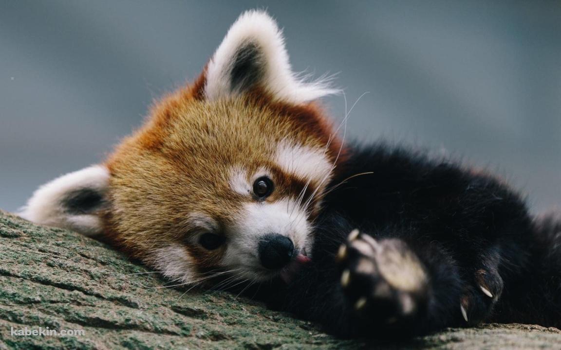 かわいいレッサーパンダの壁紙(1152px x 720px) 高画質 PC・デスクトップ用