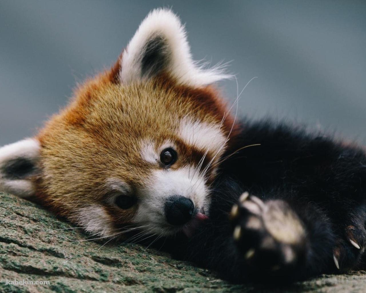 かわいいレッサーパンダの壁紙(1280px x 1024px) 高画質 PC・デスクトップ用