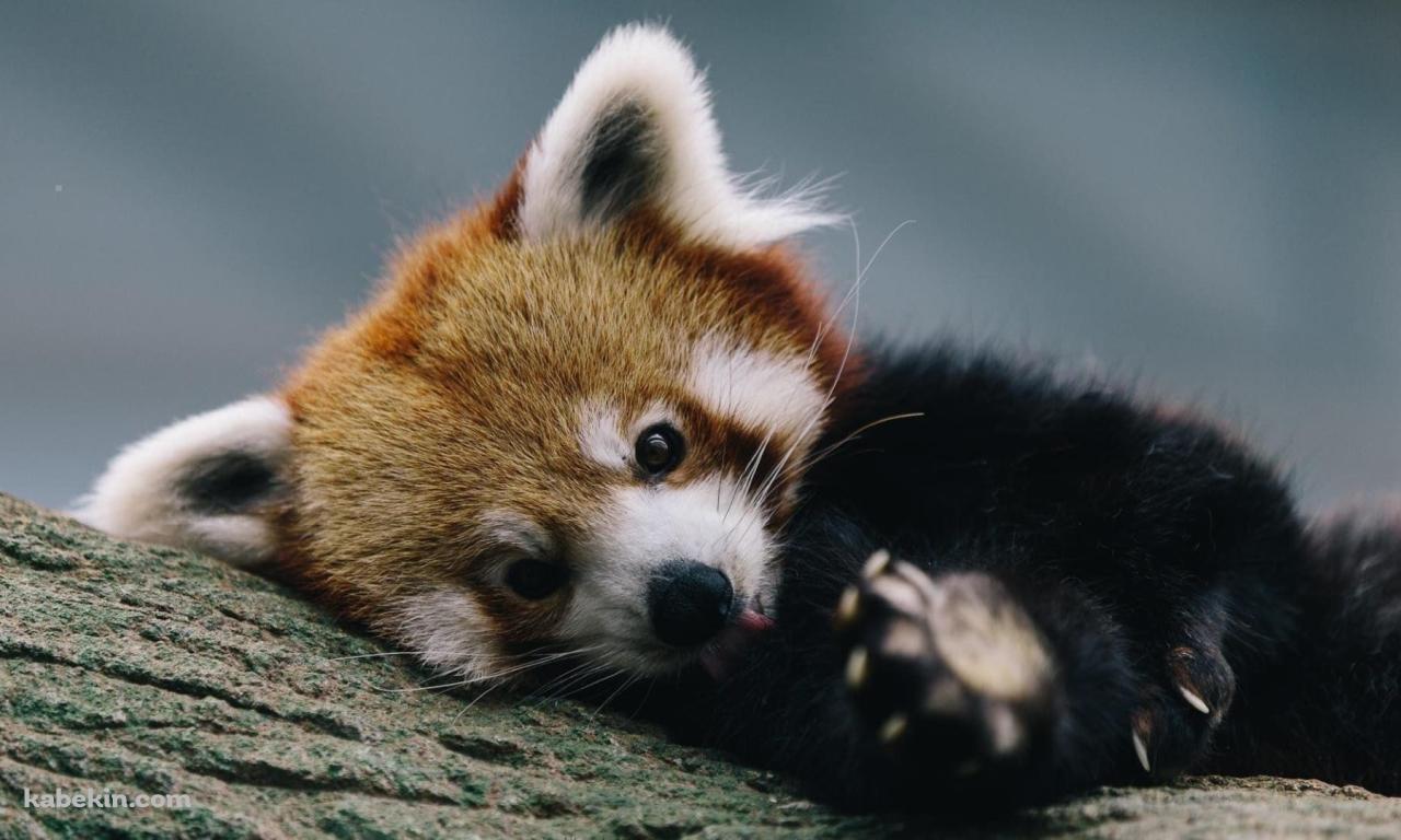 かわいいレッサーパンダの壁紙(1280px x 768px) 高画質 PC・デスクトップ用