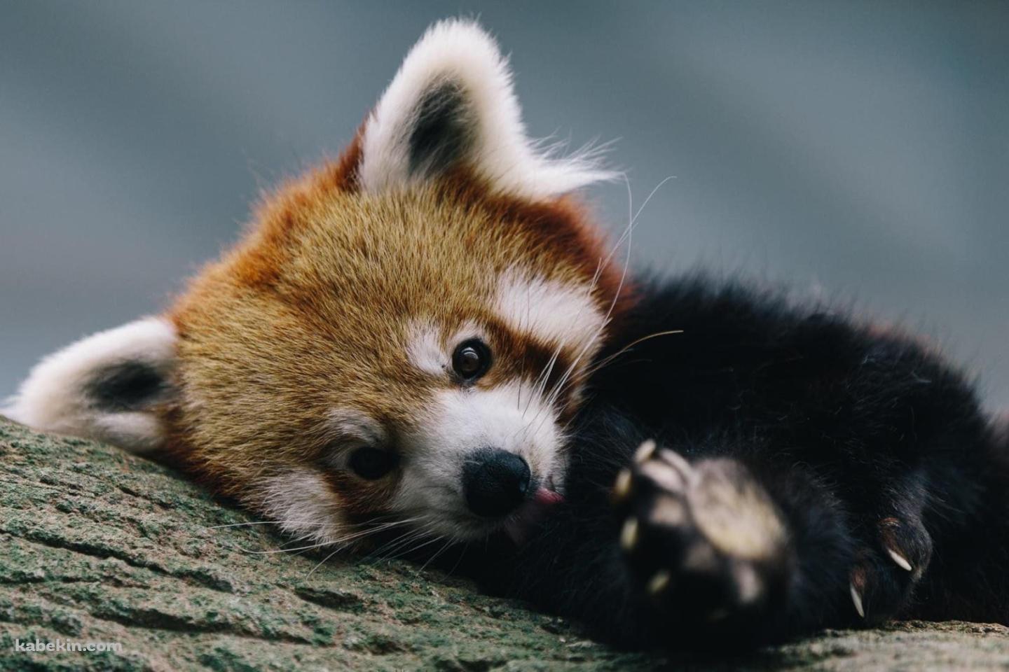 かわいいレッサーパンダの壁紙(1440px x 960px) 高画質 PC・デスクトップ用