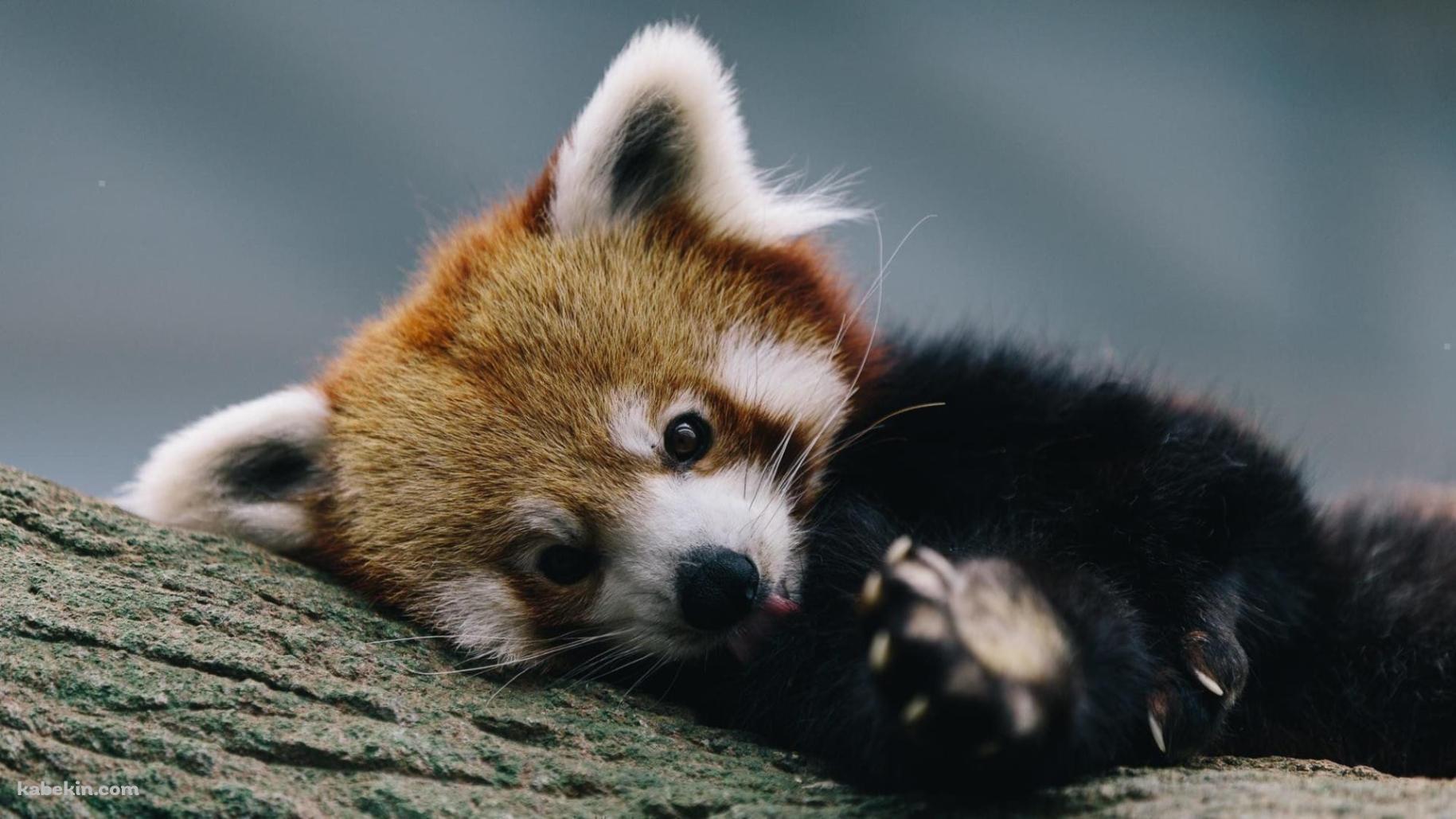 かわいいレッサーパンダの壁紙(1829px x 1029px) 高画質 PC・デスクトップ用