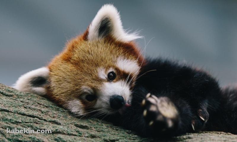 かわいいレッサーパンダの壁紙(800px x 480px) 高画質 PC・デスクトップ用