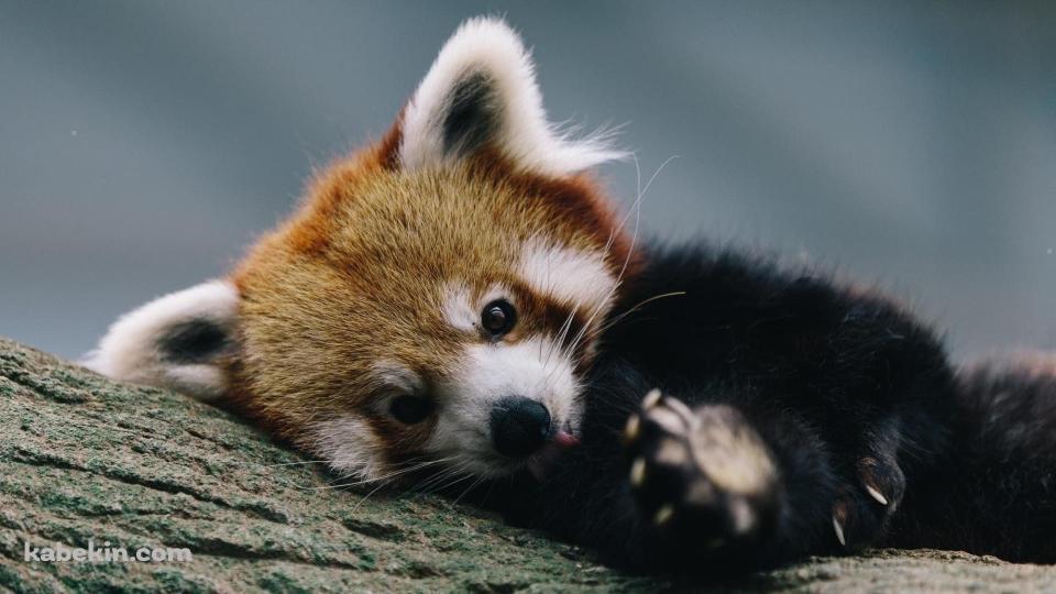 かわいいレッサーパンダの壁紙(960px x 540px) 高画質 PC・デスクトップ用