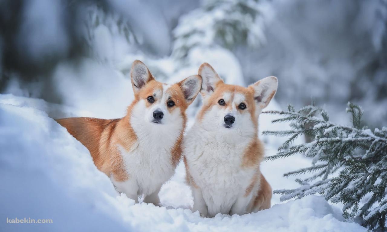 雪の中の2匹のウェルシュ・コーギー・ペンブロークの壁紙(1280px x 768px) 高画質 PC・デスクトップ用