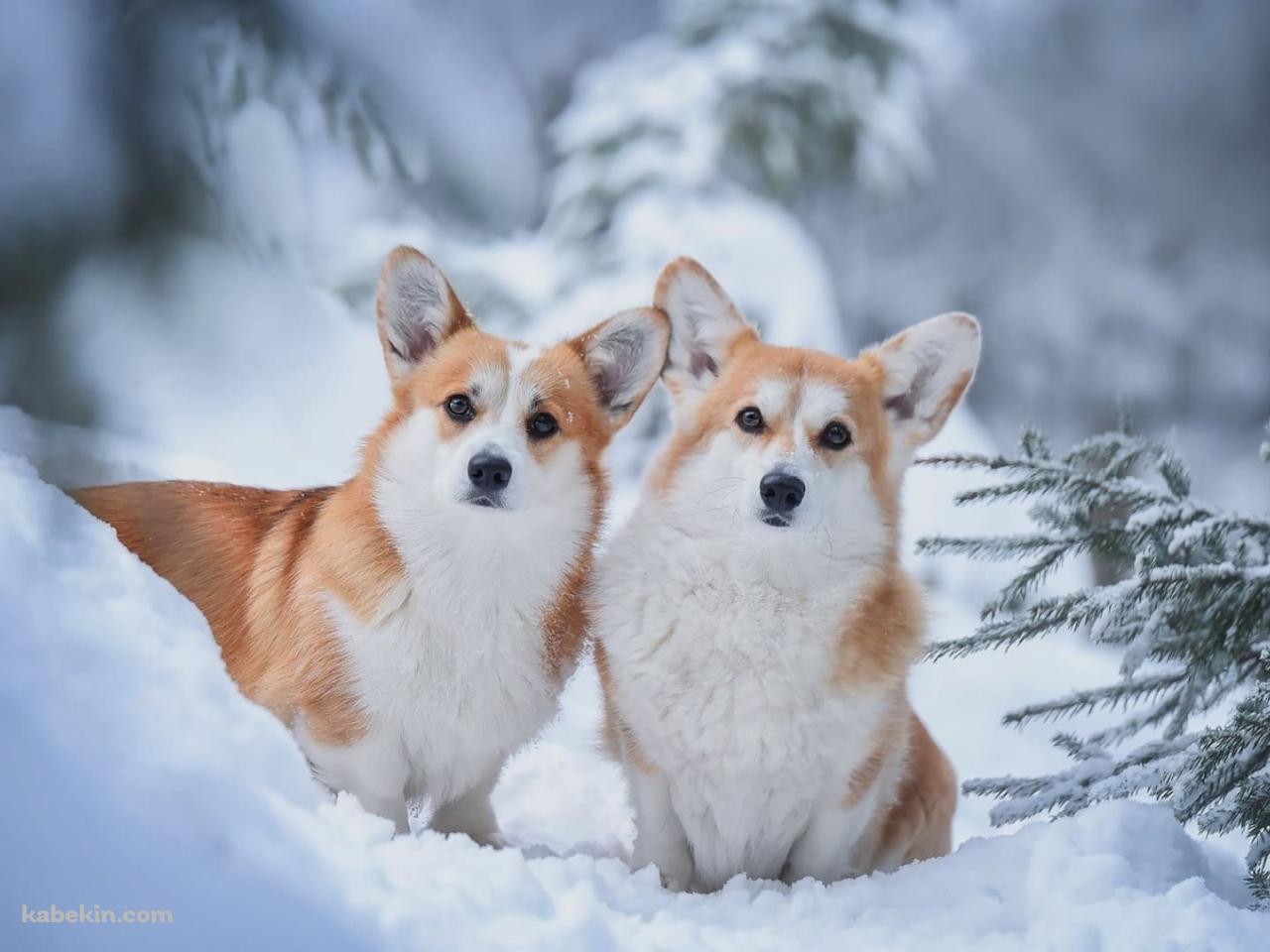 雪の中の2匹のウェルシュ・コーギー・ペンブロークの壁紙(1280px x 960px) 高画質 PC・デスクトップ用