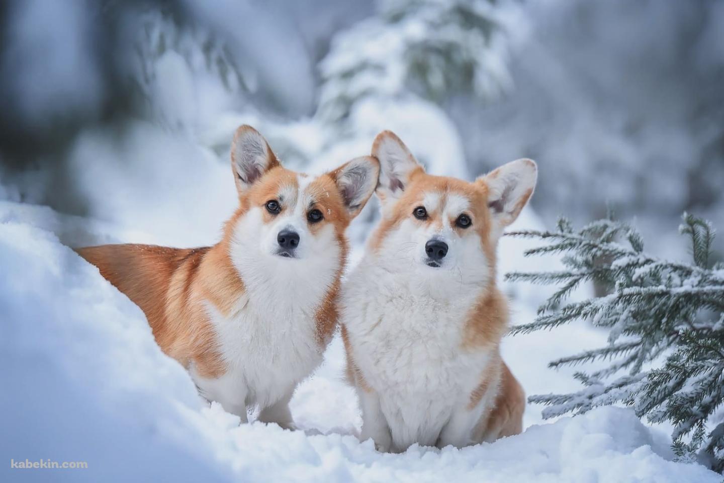 雪の中の2匹のウェルシュ・コーギー・ペンブロークの壁紙(1440px x 960px) 高画質 PC・デスクトップ用