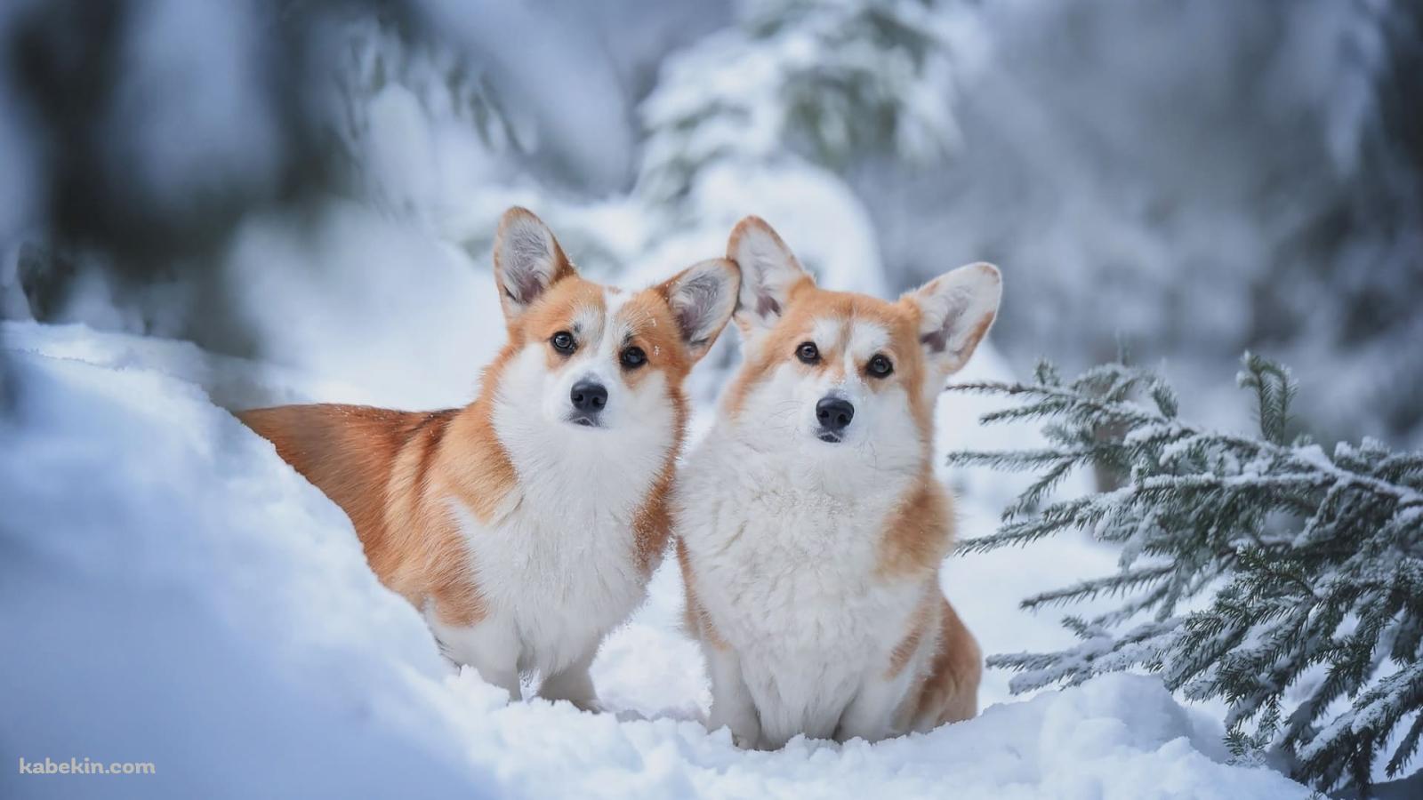 雪の中の2匹のウェルシュ・コーギー・ペンブロークの壁紙(1600px x 900px) 高画質 PC・デスクトップ用