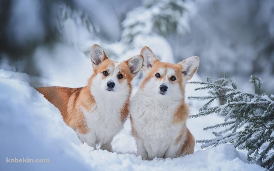 雪の中の2匹のウェルシュ・コーギー・ペンブロークの壁紙(960px x 600px) 高画質 PC・デスクトップ用