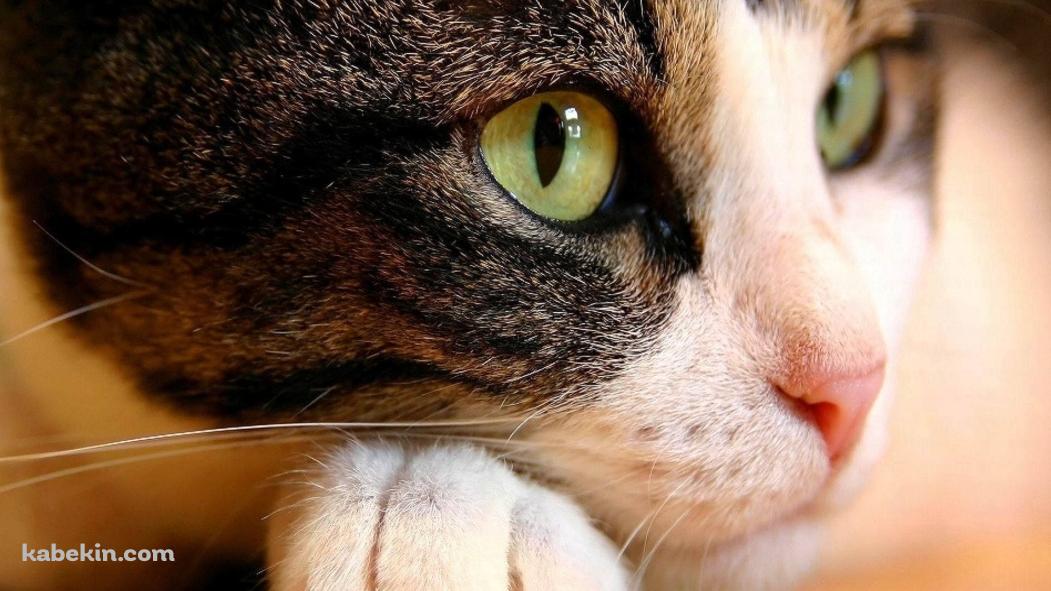 物思いにふける猫 / 顔のアップの壁紙(1051px x 591px) 高画質 PC・デスクトップ用