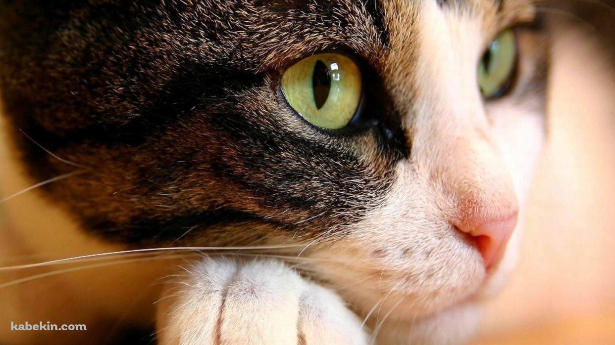 物思いにふける猫 / 顔のアップの壁紙(1242px x 698px) 高画質 PC・デスクトップ用
