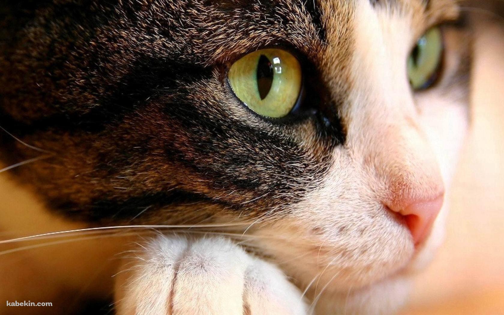 物思いにふける猫 / 顔のアップの壁紙(1680px x 1050px) 高画質 PC・デスクトップ用