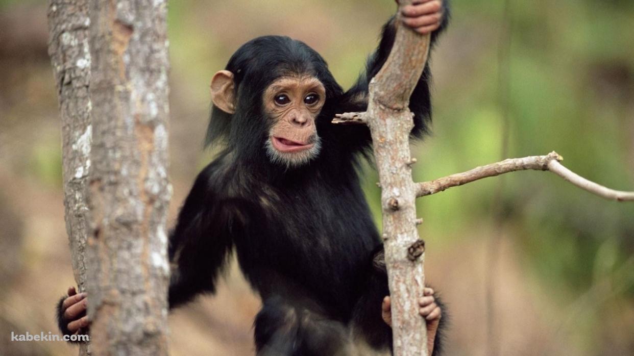 かわいいチンパンジー / 赤ちゃん / 木登りの壁紙(1242px x 698px) 高画質 PC・デスクトップ用