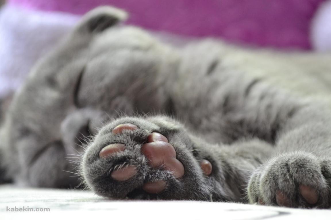 眠る灰色の猫の肉球の壁紙(1152px x 768px) 高画質 PC・デスクトップ用