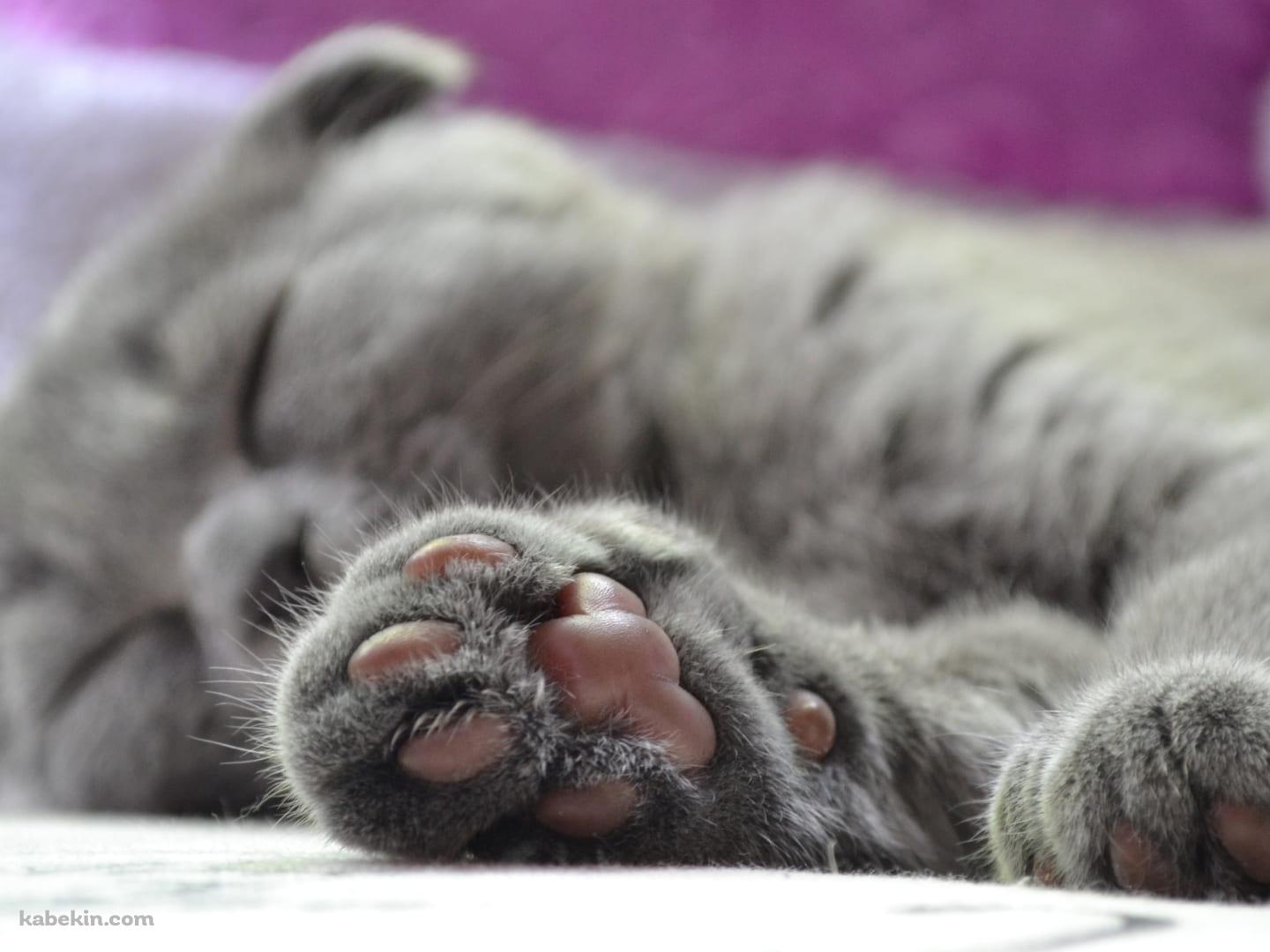 眠る灰色の猫の肉球の壁紙(1440px x 1080px) 高画質 PC・デスクトップ用