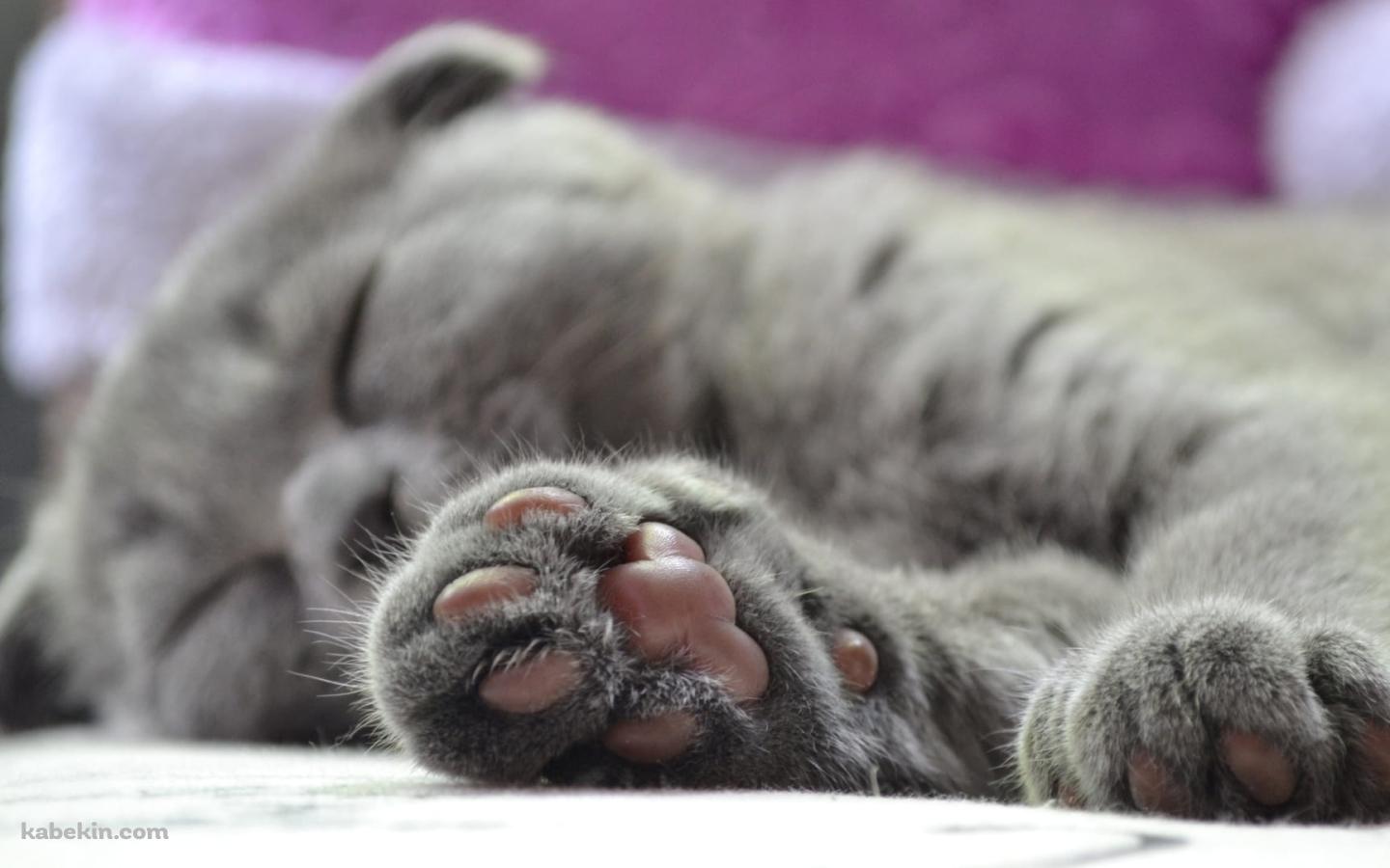 眠る灰色の猫の肉球の壁紙(1440px x 900px) 高画質 PC・デスクトップ用