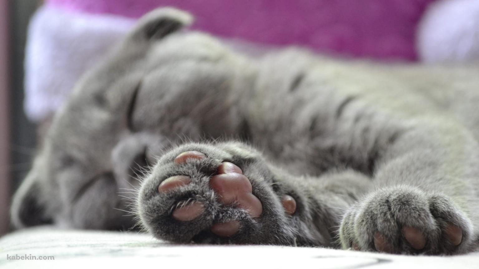 眠る灰色の猫の肉球の壁紙(1536px x 864px) 高画質 PC・デスクトップ用