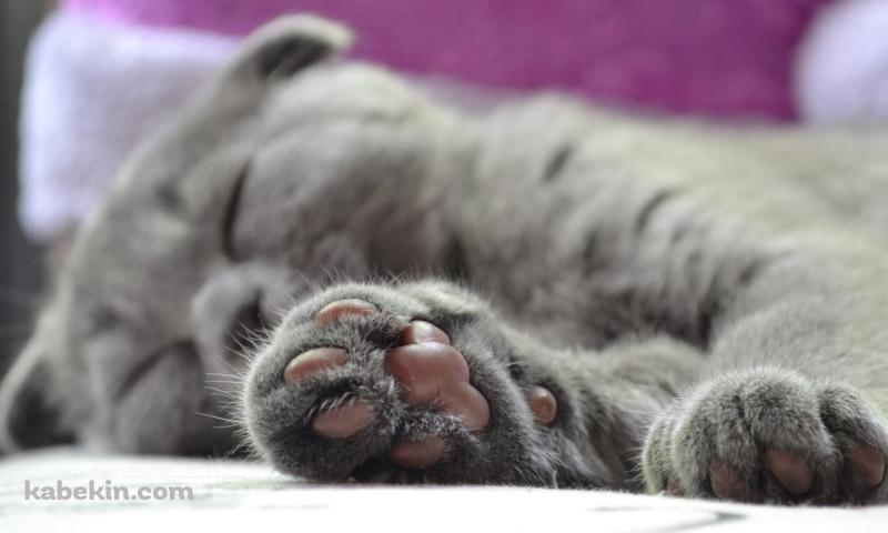 眠る灰色の猫の肉球の壁紙(800px x 480px) 高画質 PC・デスクトップ用