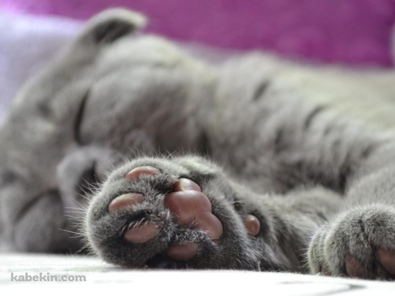 眠る灰色の猫の肉球の壁紙(800px x 600px) 高画質 PC・デスクトップ用