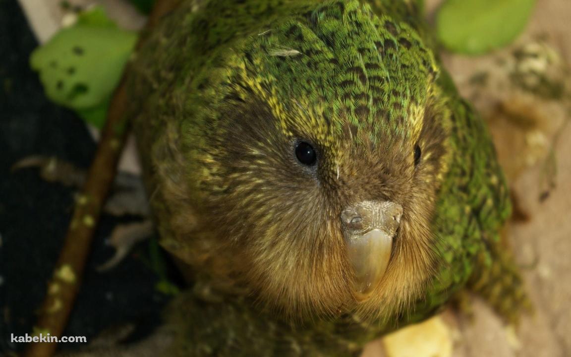 カカポの壁紙(1152px x 720px) 高画質 PC・デスクトップ用