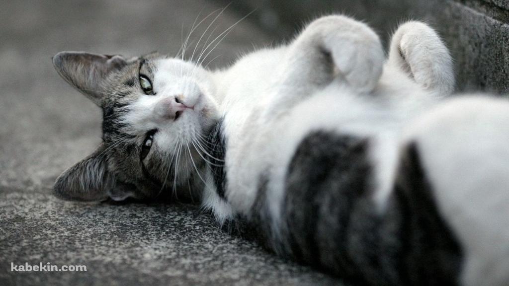 仰向けに寝るかわいい野良猫 / トラネコ / グレーの壁紙(1024px x 576px) 高画質 PC・デスクトップ用