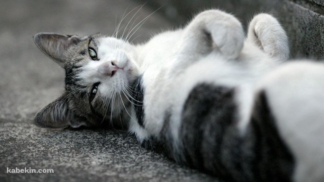 仰向けに寝るかわいい野良猫 / トラネコ / グレーの壁紙(1051px x 591px) 高画質 PC・デスクトップ用