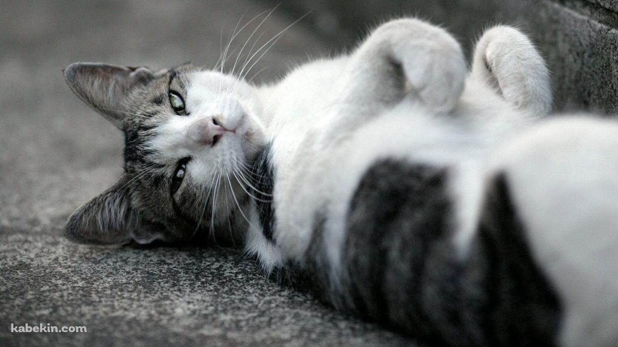 仰向けに寝るかわいい野良猫 / トラネコ / グレーの壁紙(1242px x 698px) 高画質 PC・デスクトップ用