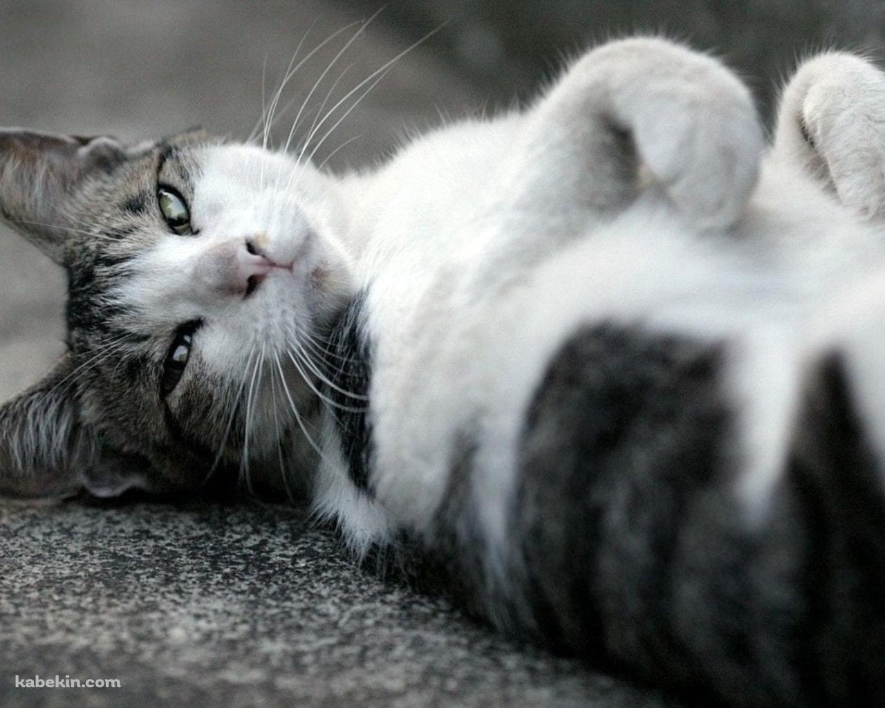 仰向けに寝るかわいい野良猫 / トラネコ / グレーの壁紙(1280px x 1024px) 高画質 PC・デスクトップ用
