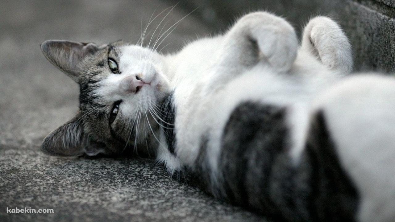 仰向けに寝るかわいい野良猫 / トラネコ / グレーの壁紙(1280px x 720px) 高画質 PC・デスクトップ用