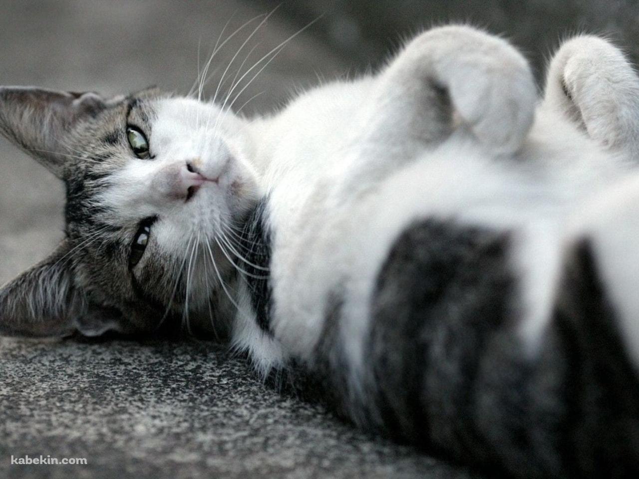 仰向けに寝るかわいい野良猫 / トラネコ / グレーの壁紙(1280px x 960px) 高画質 PC・デスクトップ用