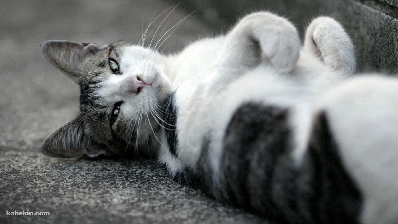 仰向けに寝るかわいい野良猫 / トラネコ / グレーの壁紙(1391px x 783px) 高画質 PC・デスクトップ用
