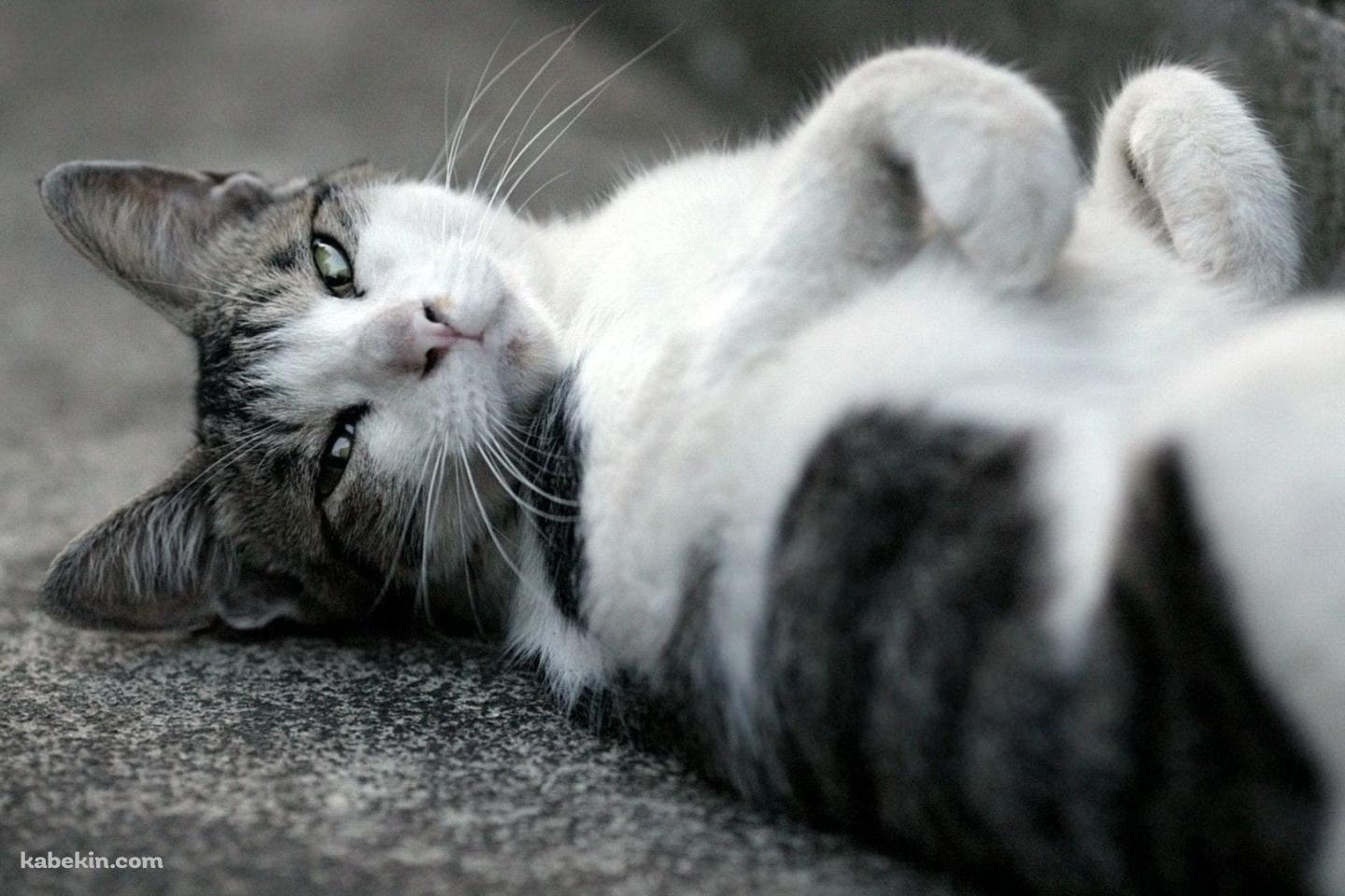 仰向けに寝るかわいい野良猫 / トラネコ / グレーの壁紙(1440px x 960px) 高画質 PC・デスクトップ用