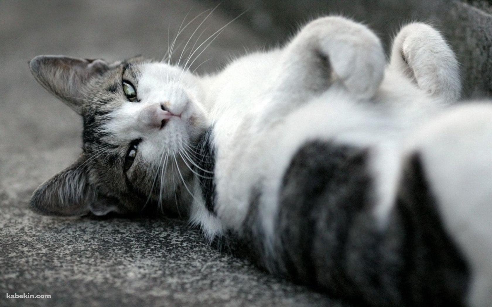 仰向けに寝るかわいい野良猫 / トラネコ / グレーの壁紙(1680px x 1050px) 高画質 PC・デスクトップ用