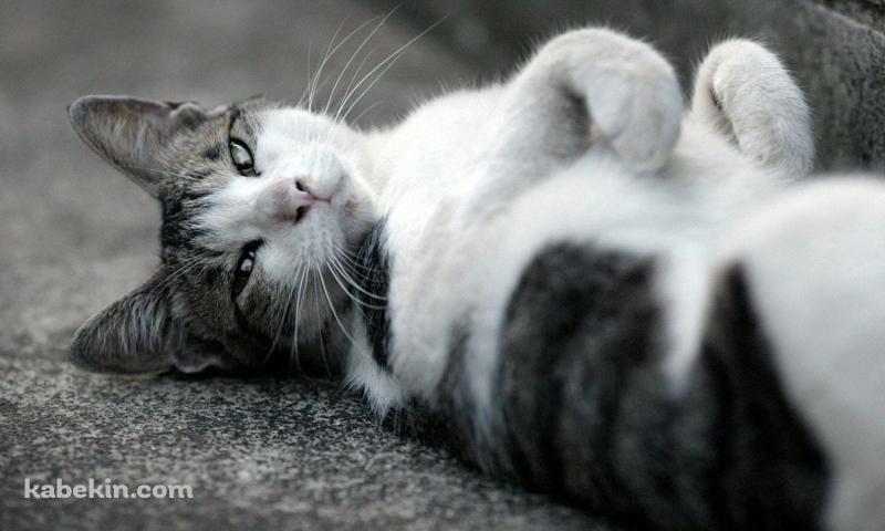 仰向けに寝るかわいい野良猫 / トラネコ / グレーの壁紙(800px x 480px) 高画質 PC・デスクトップ用
