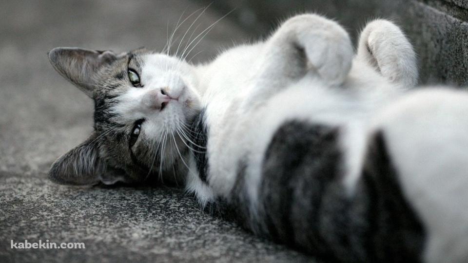 仰向けに寝るかわいい野良猫 / トラネコ / グレーの壁紙(960px x 540px) 高画質 PC・デスクトップ用