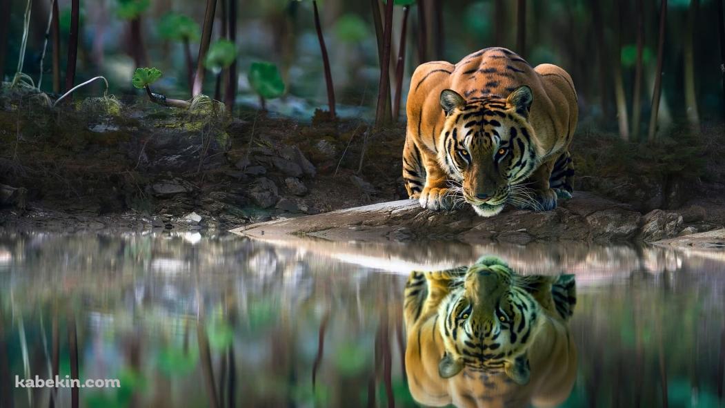 水辺の虎 / かっこいいの壁紙(1051px x 591px) 高画質 PC・デスクトップ用