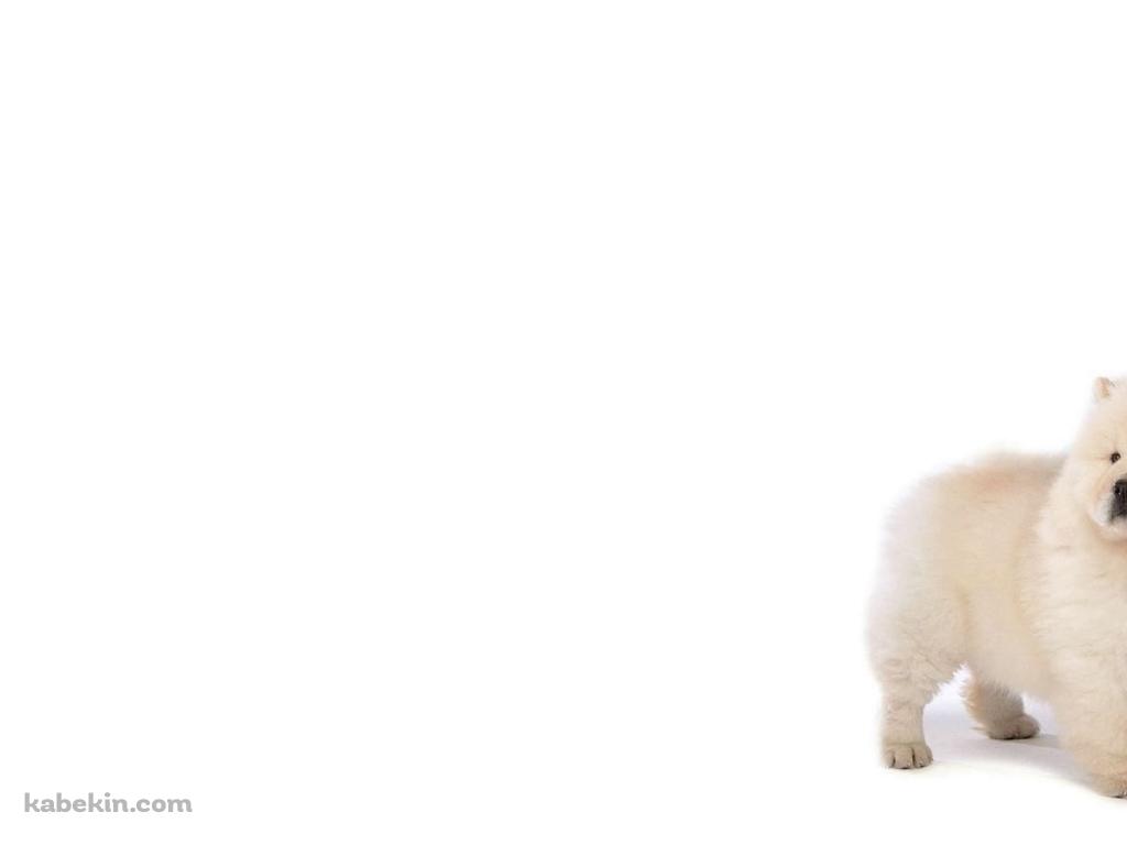 チャウチャウ / 子犬の壁紙(1024px x 768px) 高画質 PC・デスクトップ用