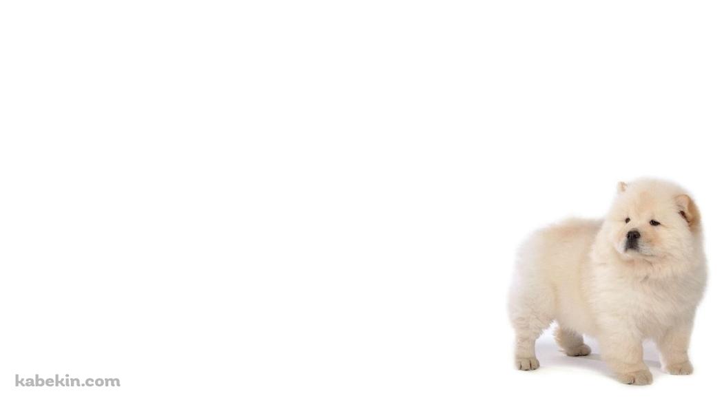 チャウチャウ / 子犬の壁紙(1051px x 591px) 高画質 PC・デスクトップ用