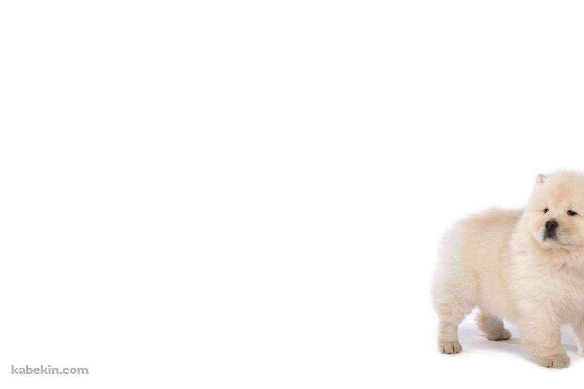 チャウチャウ / 子犬の壁紙(1152px x 768px) 高画質 PC・デスクトップ用