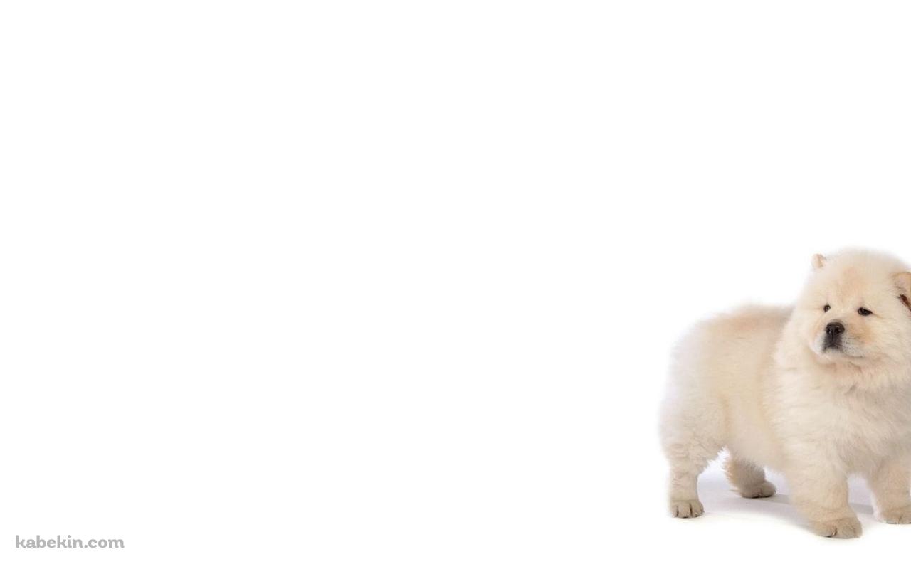 チャウチャウ / 子犬の壁紙(1280px x 800px) 高画質 PC・デスクトップ用