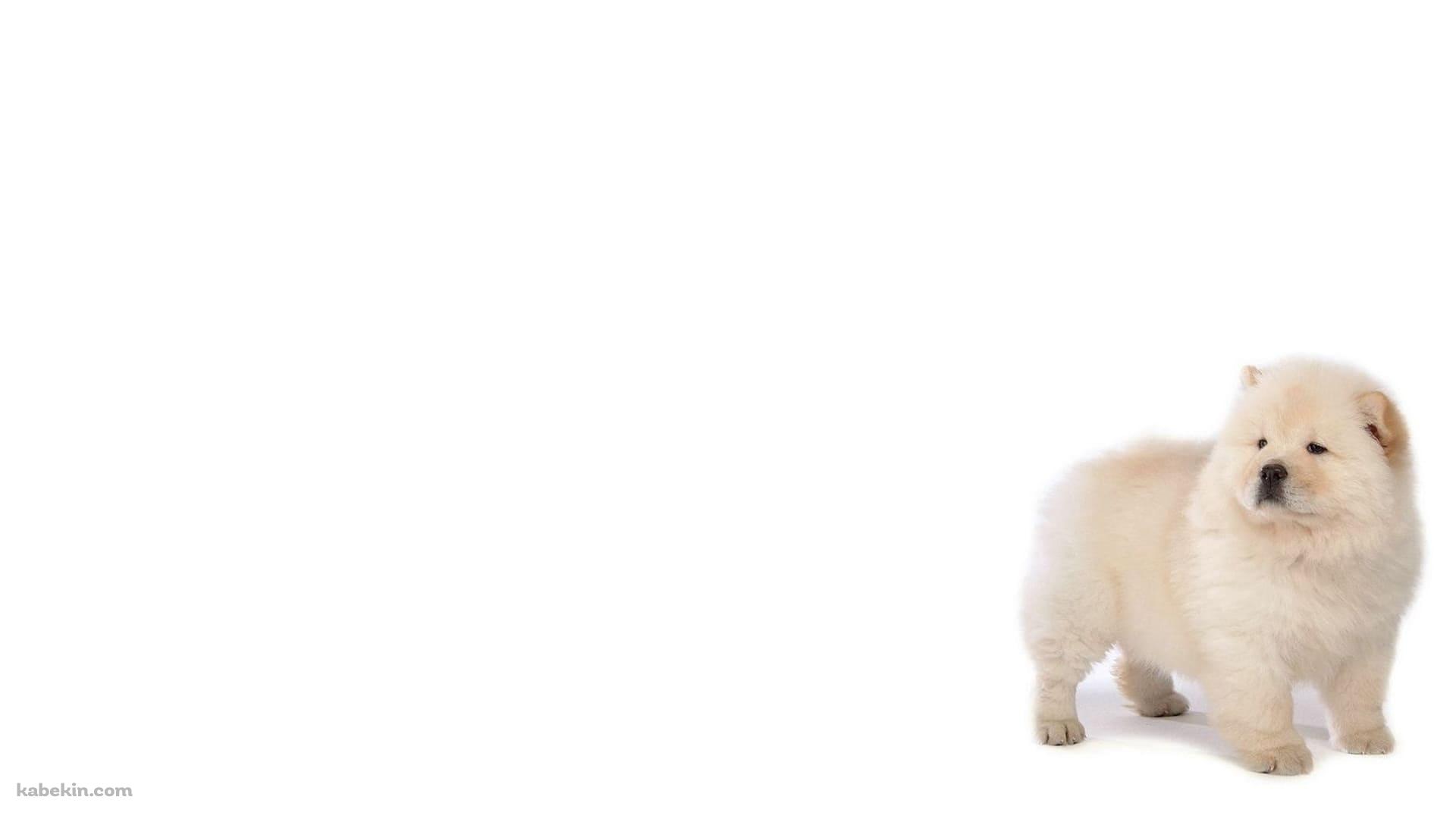 チャウチャウ / 子犬の壁紙(1920px x 1080px) 高画質 PC・デスクトップ用