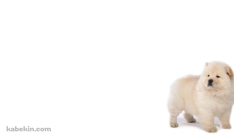チャウチャウ / 子犬の壁紙(800px x 480px) 高画質 PC・デスクトップ用