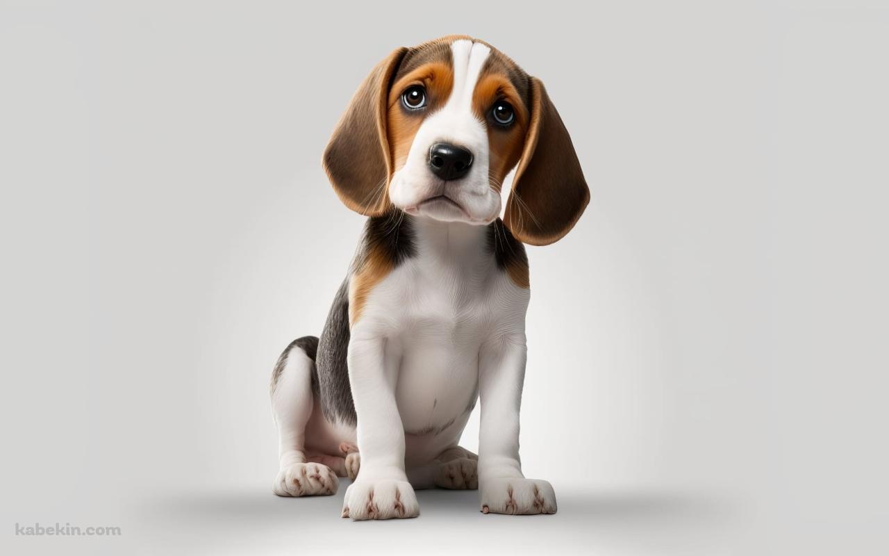 お座りするかわいいビーグルの壁紙(1280px x 800px) 高画質 PC・デスクトップ用