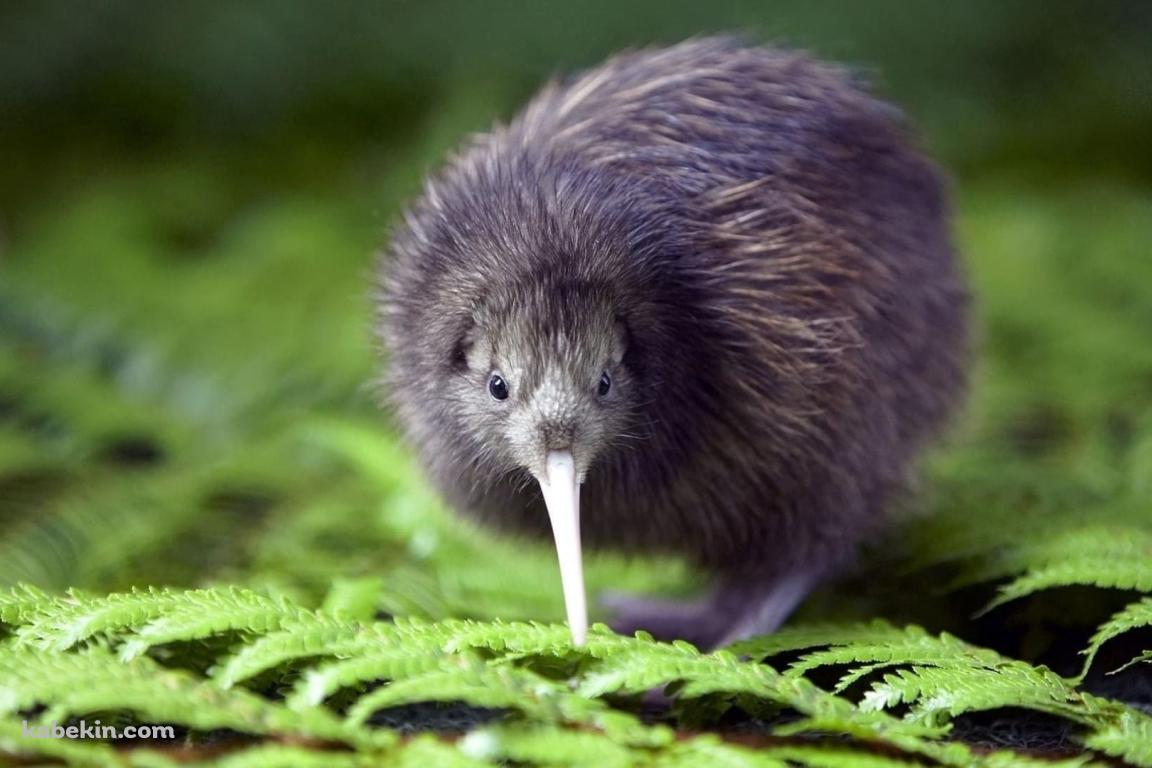 キーウィ / ニュージーランドの鳥の壁紙(1152px x 768px) 高画質 PC・デスクトップ用