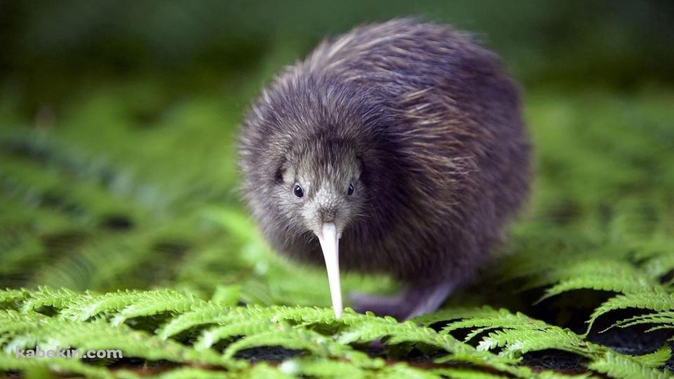 キーウィ / ニュージーランドの鳥の壁紙(960px x 540px) 高画質 PC・デスクトップ用