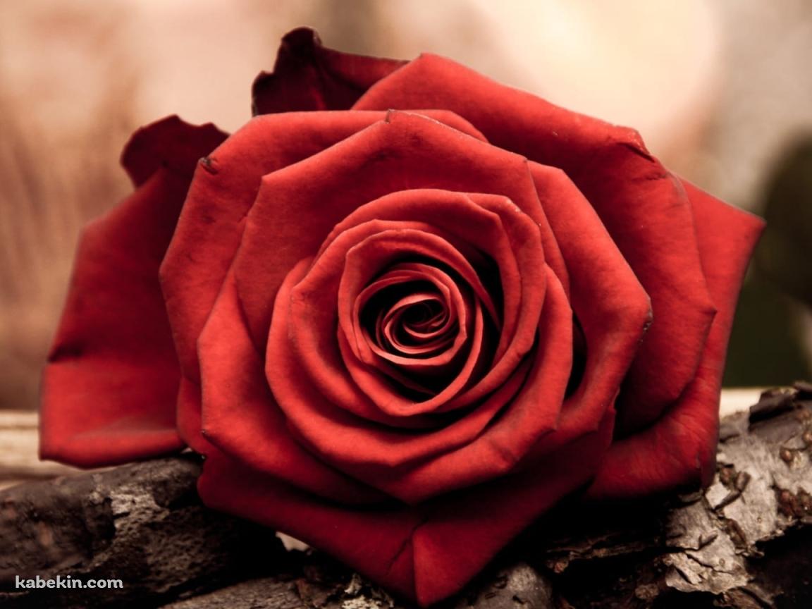 赤い薔薇と木の壁紙(1152px x 864px) 高画質 PC・デスクトップ用