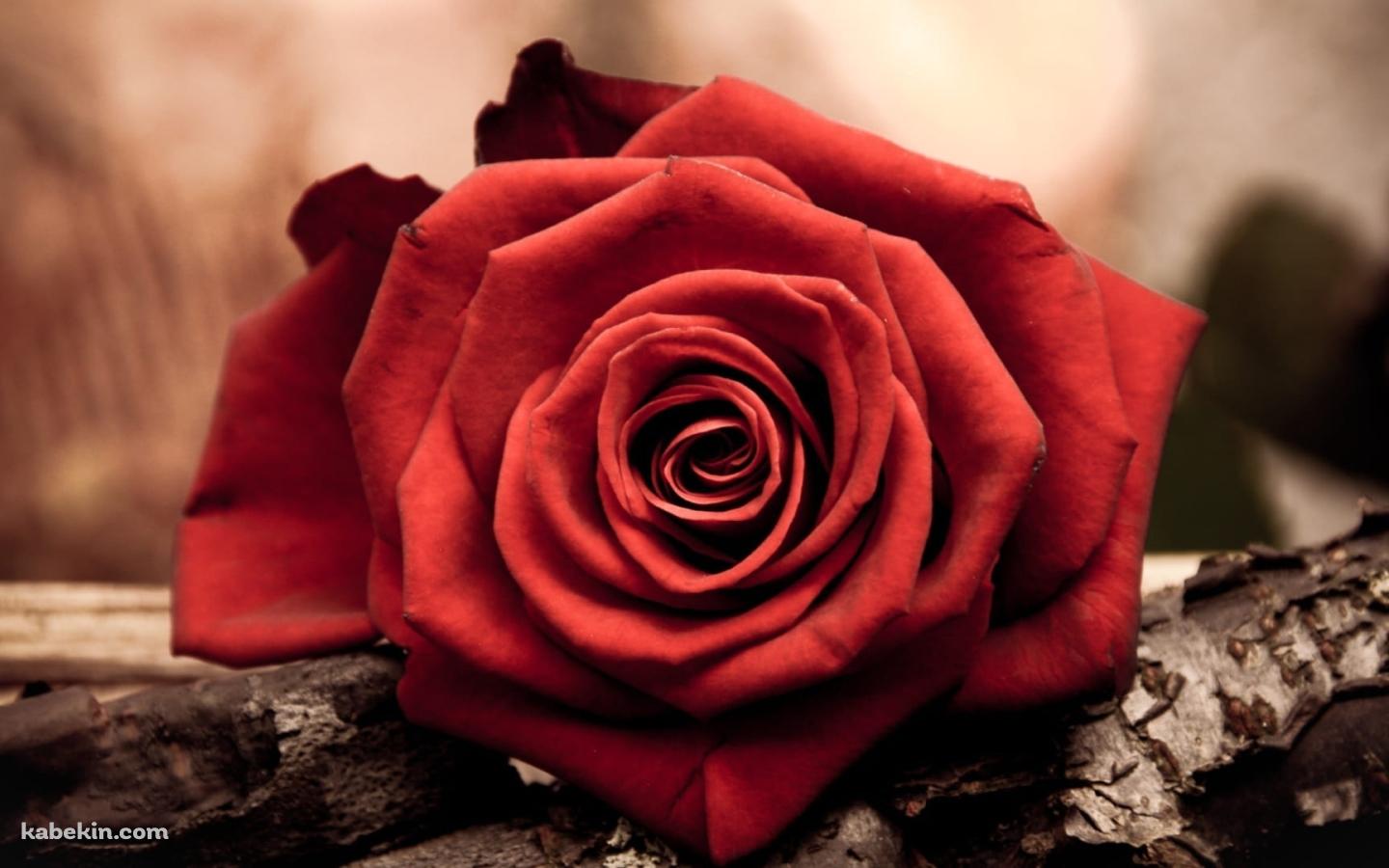 赤い薔薇と木の壁紙(1440px x 900px) 高画質 PC・デスクトップ用